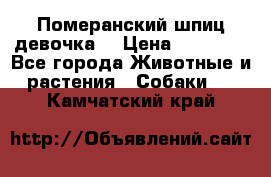 Померанский шпиц девочка  › Цена ­ 50 000 - Все города Животные и растения » Собаки   . Камчатский край